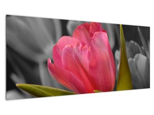 Obraz červeného tulipánu na černobílém pozadí