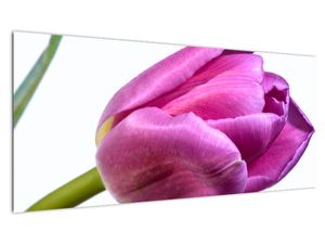 Obraz růžového tulipánu