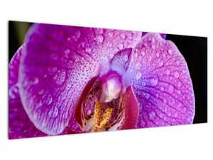 Obraz orchideje