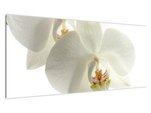 Obraz orchideje