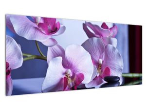 Obraz orchideje