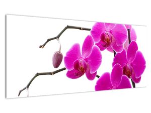 Obraz orchidejí na zeď