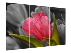 Obraz červeného tulipánu na černobílém pozadí