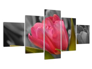 Obraz červeného tulipánu na černobílém pozadí