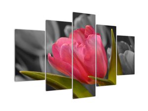 Obraz červeného tulipánu na černobílém pozadí