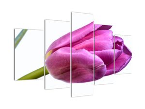Obraz růžového tulipánu