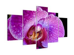 Obraz orchideje