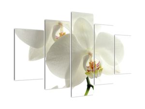 Obraz orchideje
