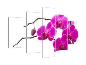 Obraz orchidejí na zeď
