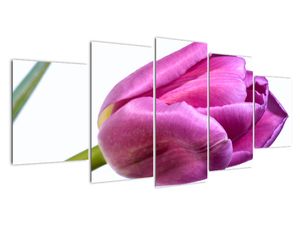 Obraz růžového tulipánu