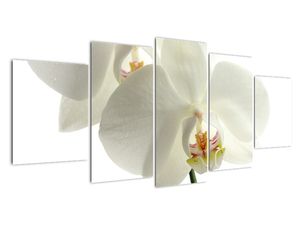 Obraz orchideje