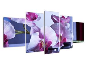 Obraz orchideje