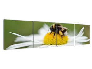 Obraz detailu kopretiny
