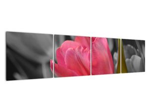 Obraz červeného tulipánu na černobílém pozadí