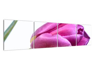 Obraz růžového tulipánu