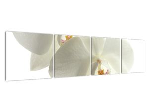Obraz orchideje
