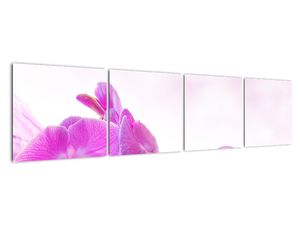 Obraz orchideje