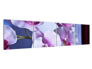 Obraz orchideje