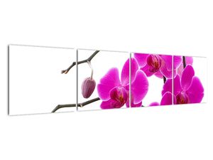 Obraz orchidejí na zeď