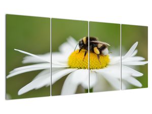 Obraz detailu kopretiny