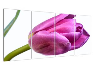 Obraz růžového tulipánu