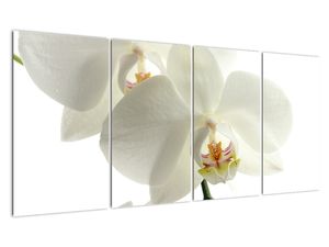 Obraz orchideje