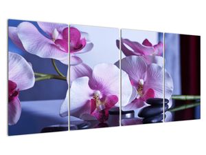 Obraz orchideje