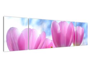 Obraz růžových tulipánů