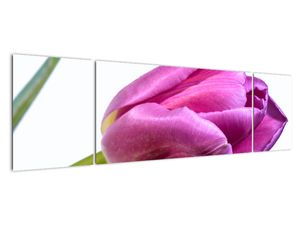 Obraz růžového tulipánu