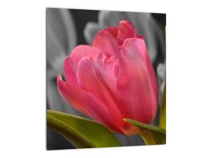 Obraz červeného tulipánu na černobílém pozadí