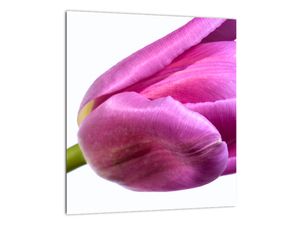Obraz růžového tulipánu
