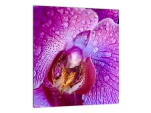Obraz orchideje