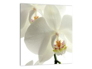 Obraz orchideje
