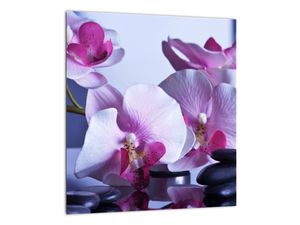 Obraz orchideje
