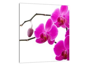 Obraz orchidejí na zeď