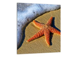 Obraz s mořskou hvězdou