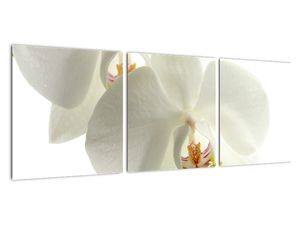 Obraz orchideje