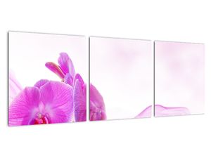 Obraz orchideje