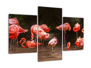 Obraz plameňáků