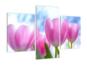Obraz růžových tulipánů