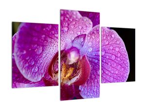 Obraz orchideje