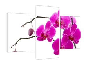 Obraz orchidejí na zeď
